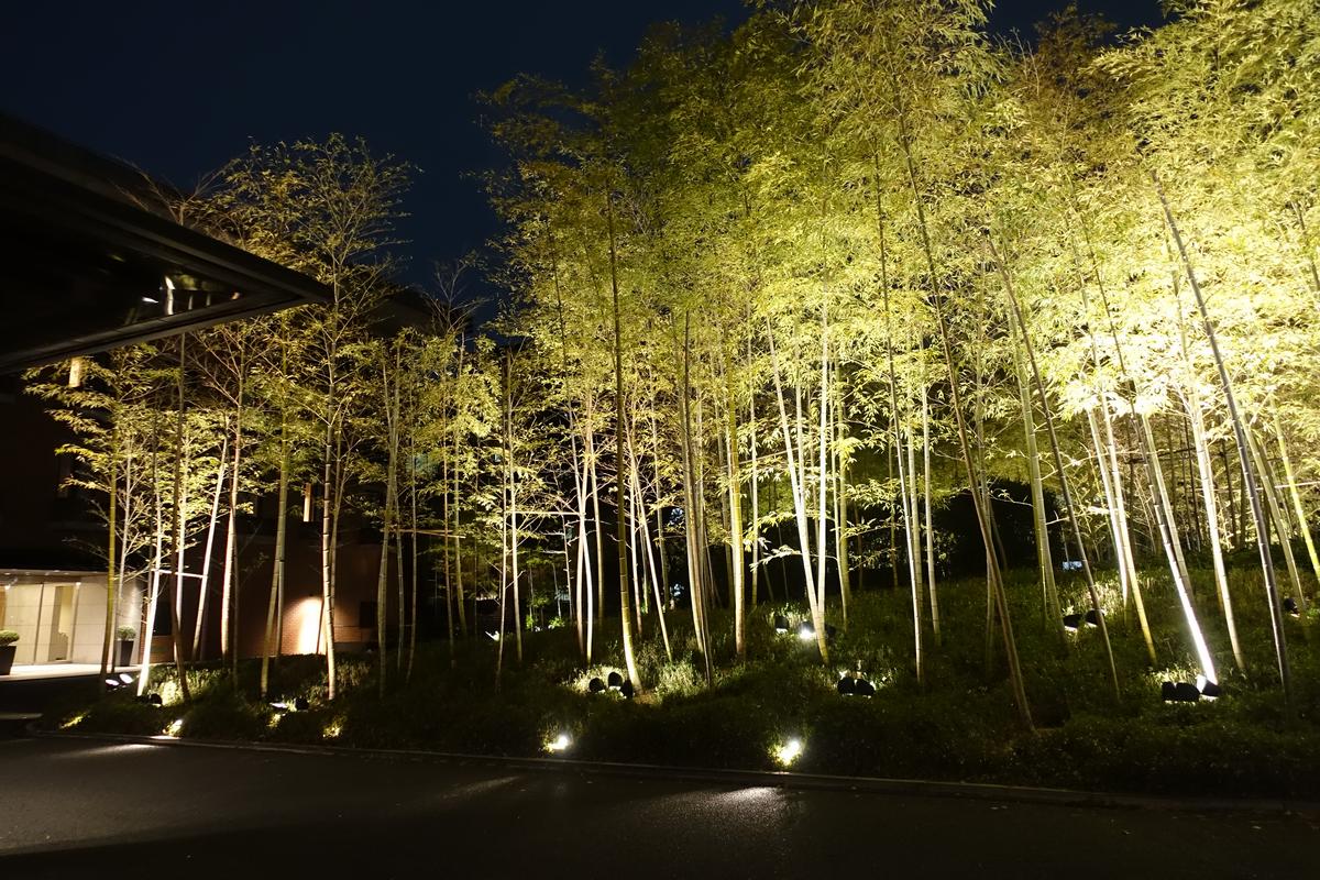 A bamboo grove is brightly illuminated by spotlights at night.