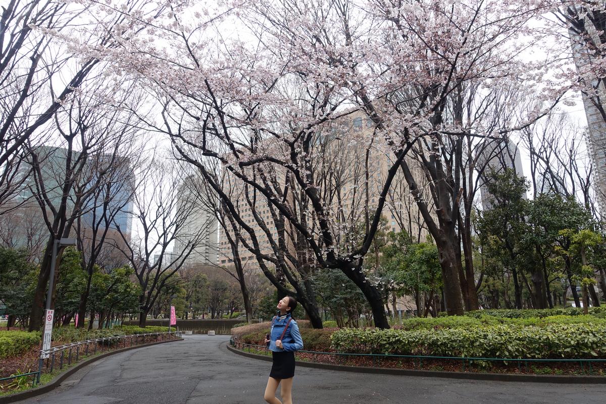A woman looks up at blooming cherry trees in a park with city buildings in the background.