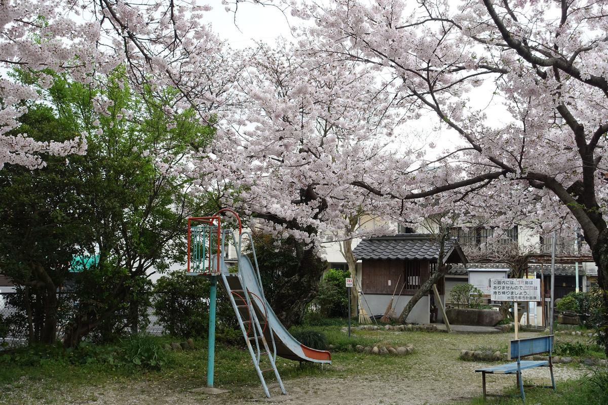 A playground slide and bench sit under a canopy of fully bloomed cherry blossom trees.
