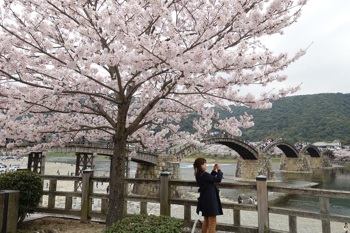 Blooming cherry blossoms frame the Kintai Bridge in Iwakuni, with a person photographing the scene.