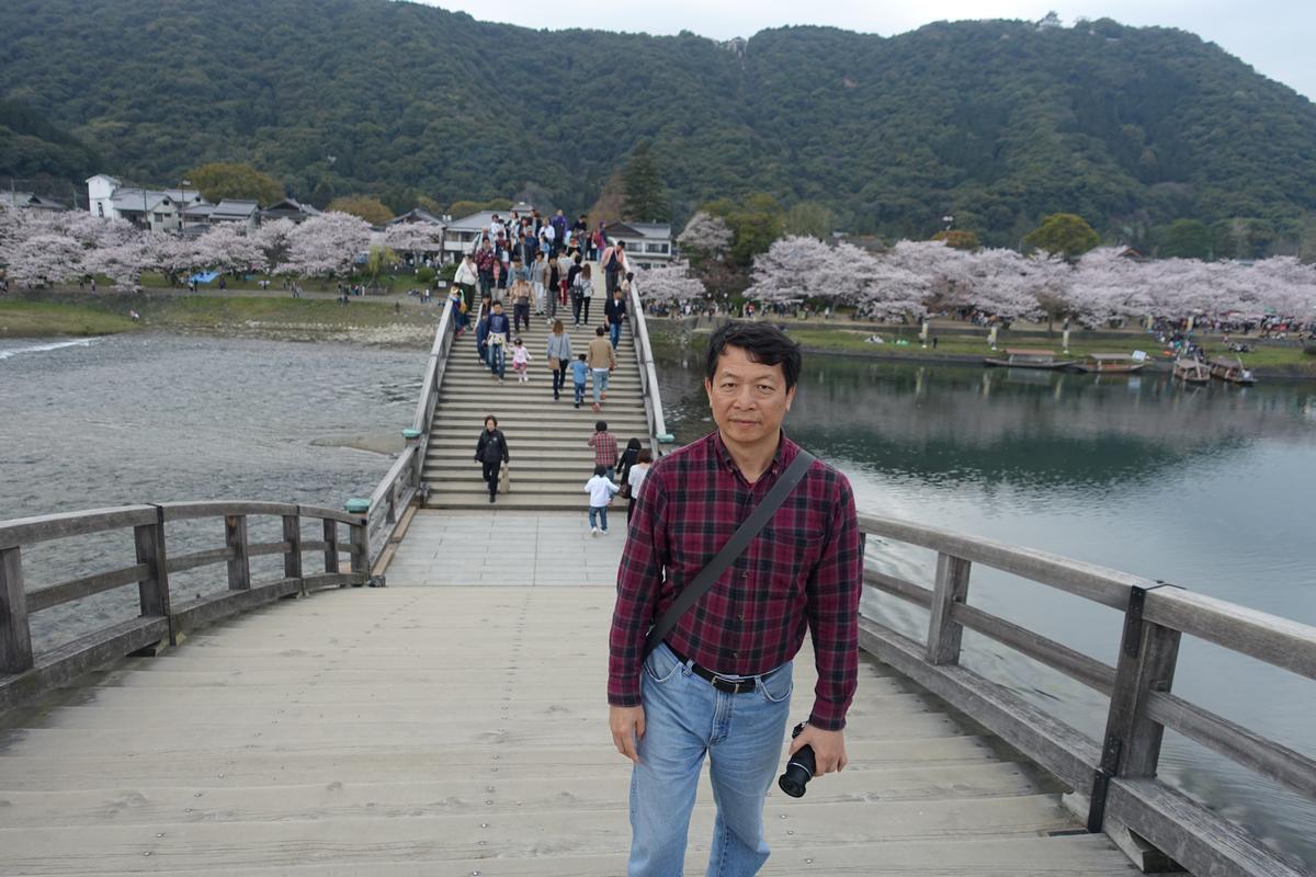 A man stands on the stepped Kintai Bridge with cherry blossom trees lining the river in Iwakuni.