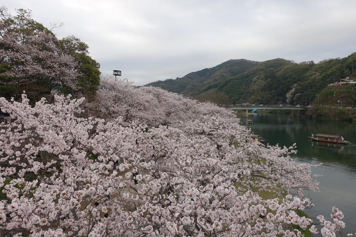 Cherry blossoms bloom along a river with mountains in Iwakuni.