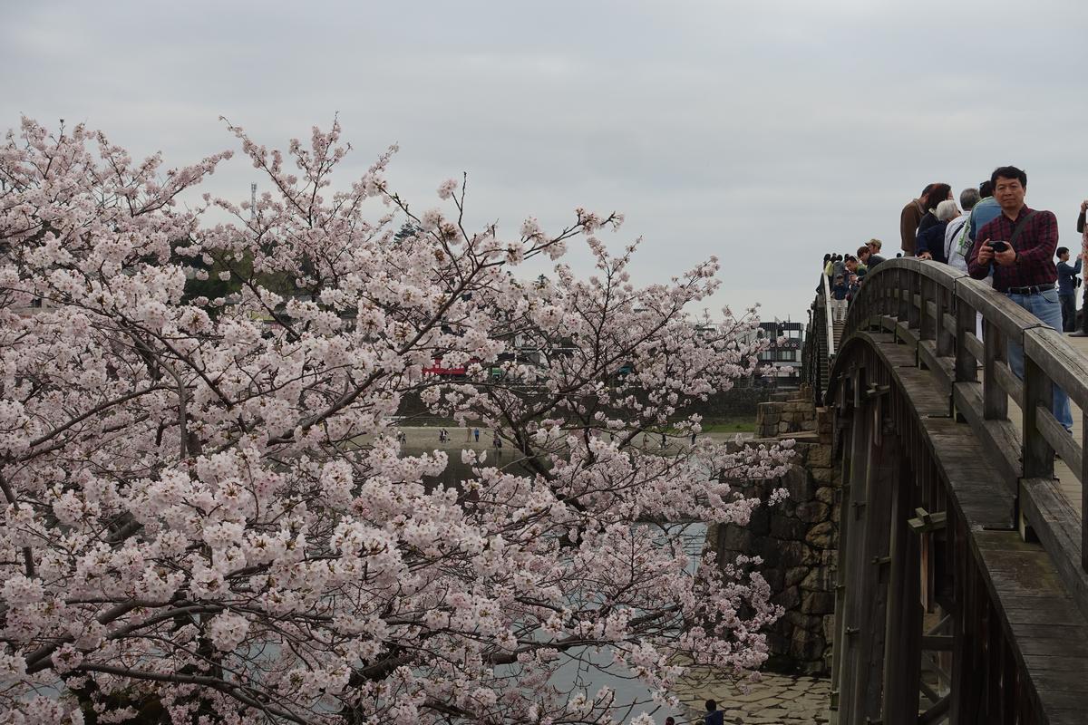 Full pink cherry blossoms frame the Kintai Bridge with people walking on it.