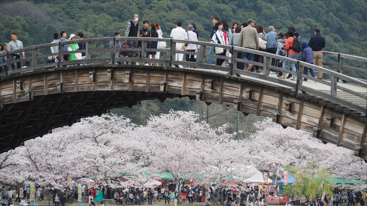 Wooden Kintai Bridge arches over a lively cherry blossom festival.