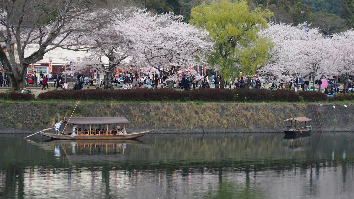 Cherry blossoms line a bustling riverbank in Iwakuni, with traditional boats on the water.