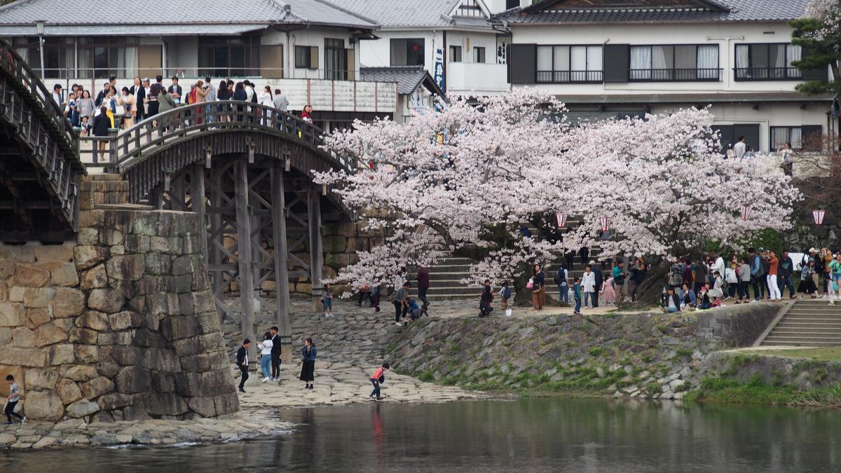 A scenic view of the Kintai Bridge with many people enjoying blooming cherry trees along the riverbank.