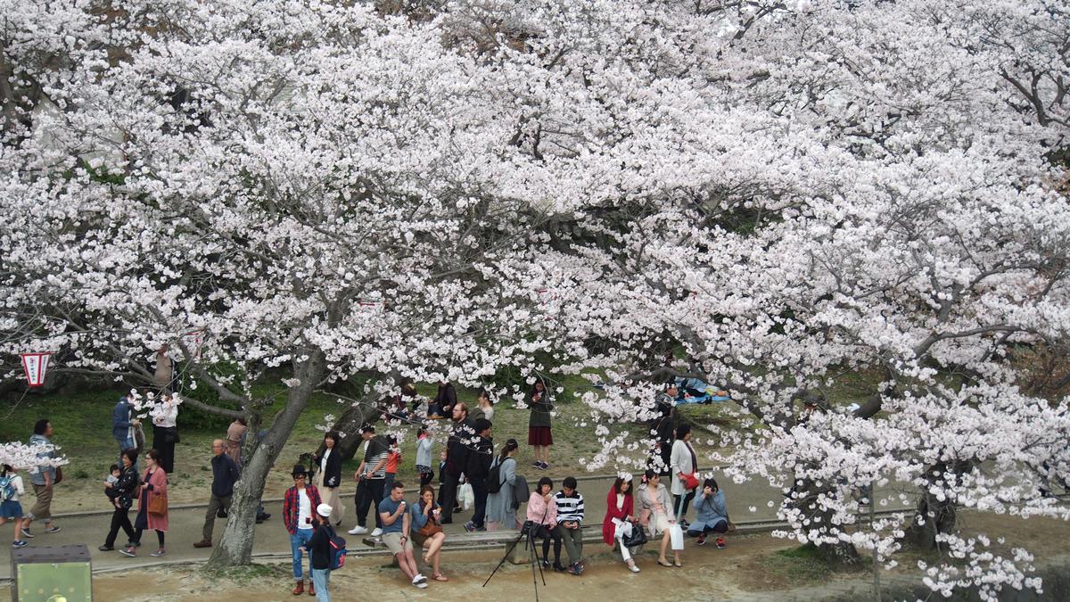 Visitors enjoy the full bloom of white cherry blossoms at Kintai Bridge in Iwakuni.