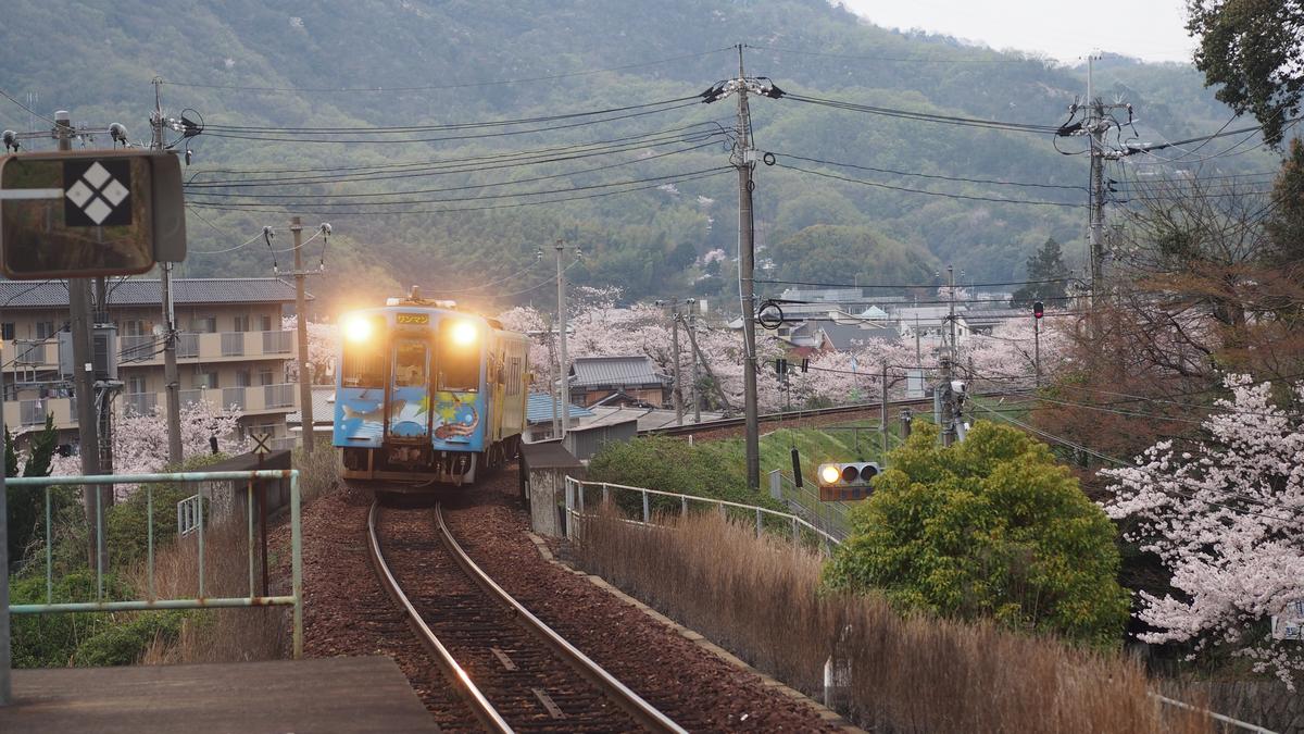 A blue and yellow train with bright headlights approaches on tracks, surrounded by cherry blossoms, buildings, and green hills.