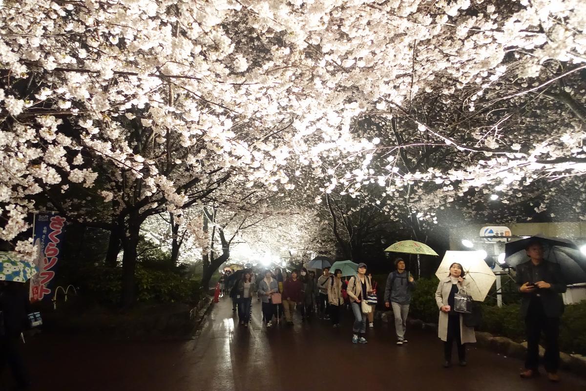 People walk under glowing cherry blossoms at Kobe Zoo at night, some with umbrellas.