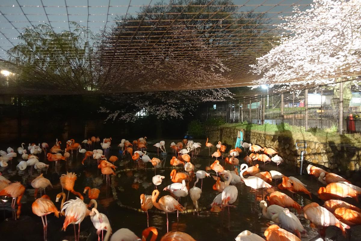 A large flock of pink and white flamingos stands in a pond under illuminated cherry blossom trees at night in a zoo enclosure.