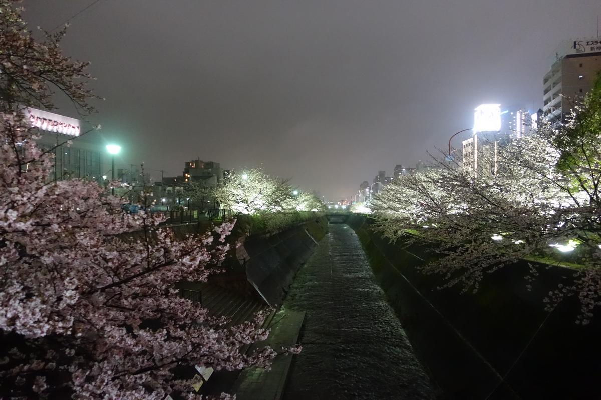 Night view of illuminated cherry blossoms lining a city canal in Kobe.
