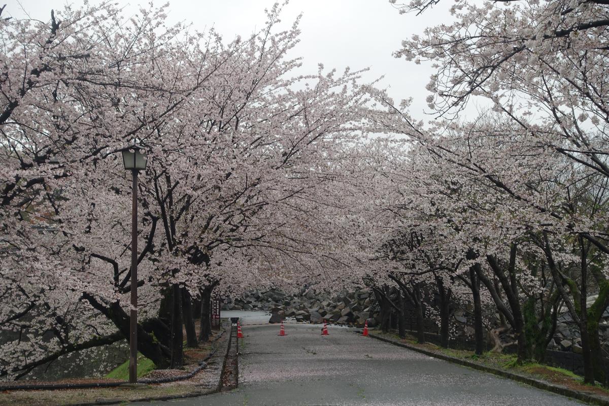 A path lined with blooming cherry blossom trees and fallen petals in Kumamoto.