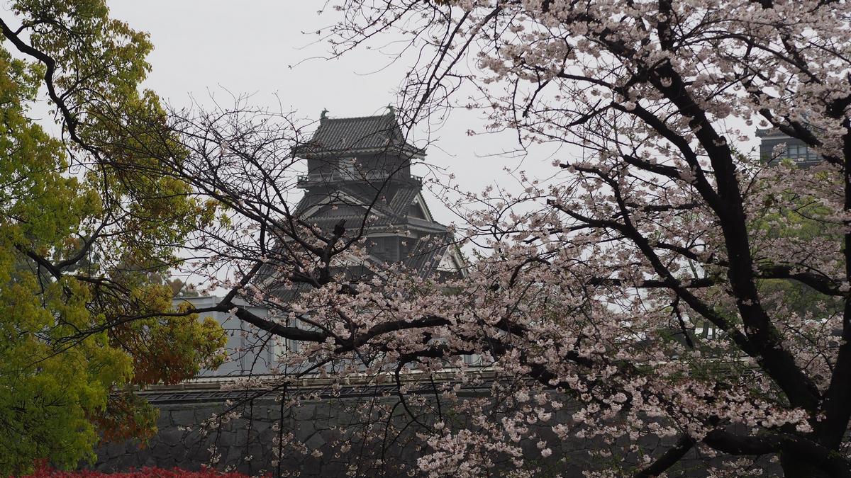 Kumamoto Castle is visible behind blooming cherry blossom branches.