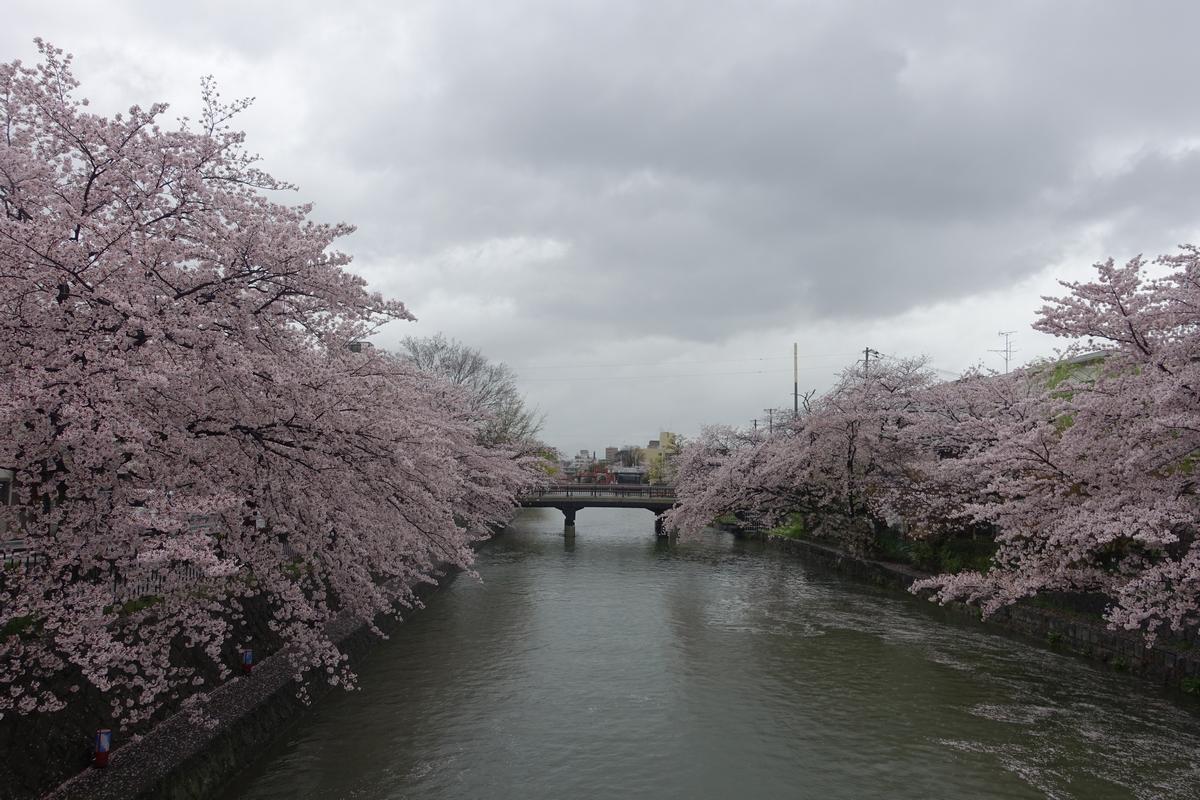 Cherry blossoms line a canal in Kyoto's Philosopher's Path, with a bridge in the distance under a cloudy sky.