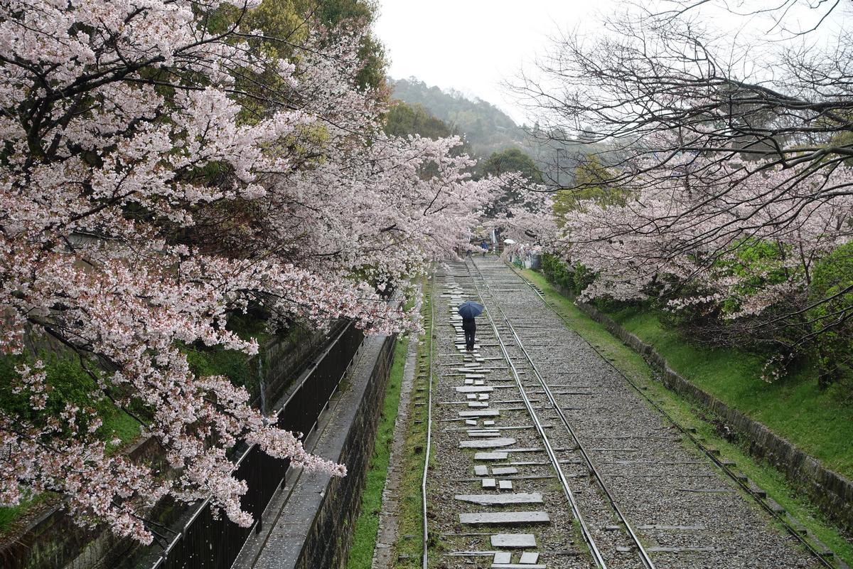 A person walks with an umbrella on old railway tracks flanked by cherry blossoms and a canal.