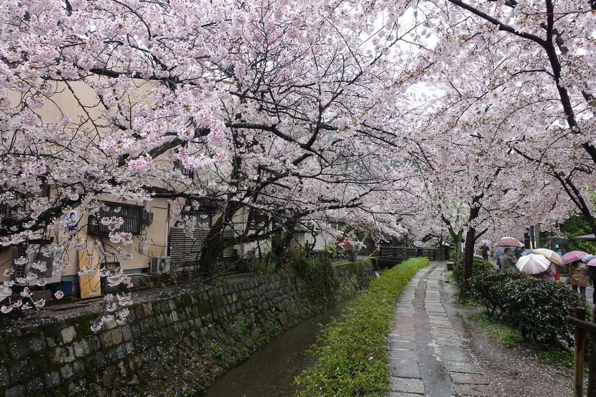 Cherry blossoms bloom over Kyoto's Philosopher's Path, a stone walkway beside a canal with people holding umbrellas.