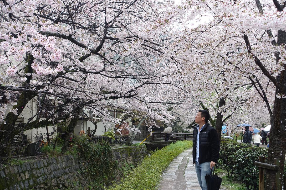 A man walks along the Philosopher's Path in Kyoto, looking up at abundant cherry blossoms overhead.