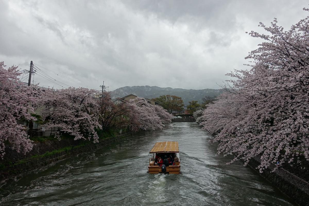 A boat travels down a cherry blossom-lined canal in Kyoto under a cloudy sky.