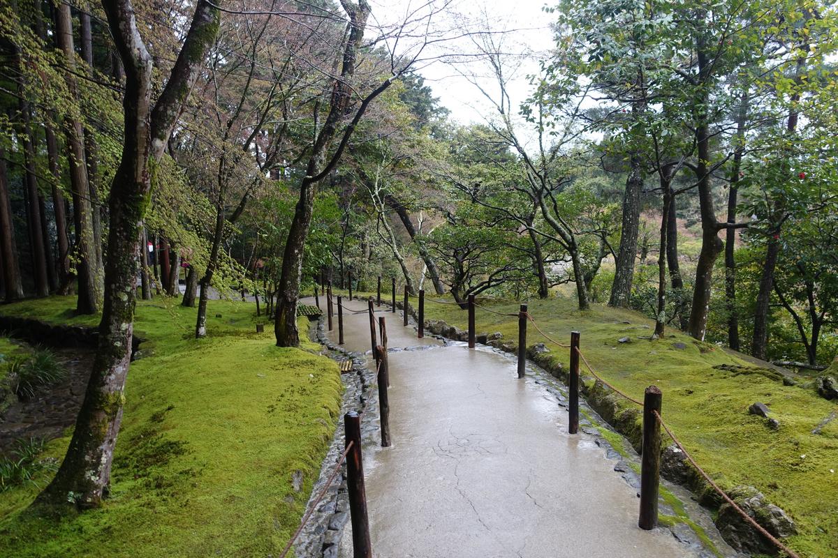 A wet, paved path winds through a forest covered in vibrant green moss.