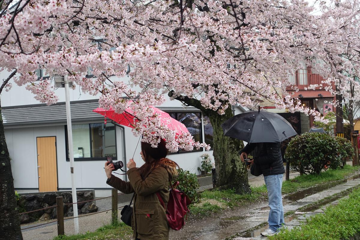 Two people with umbrellas photograph abundant pink cherry blossoms on a rainy day in Kyoto.