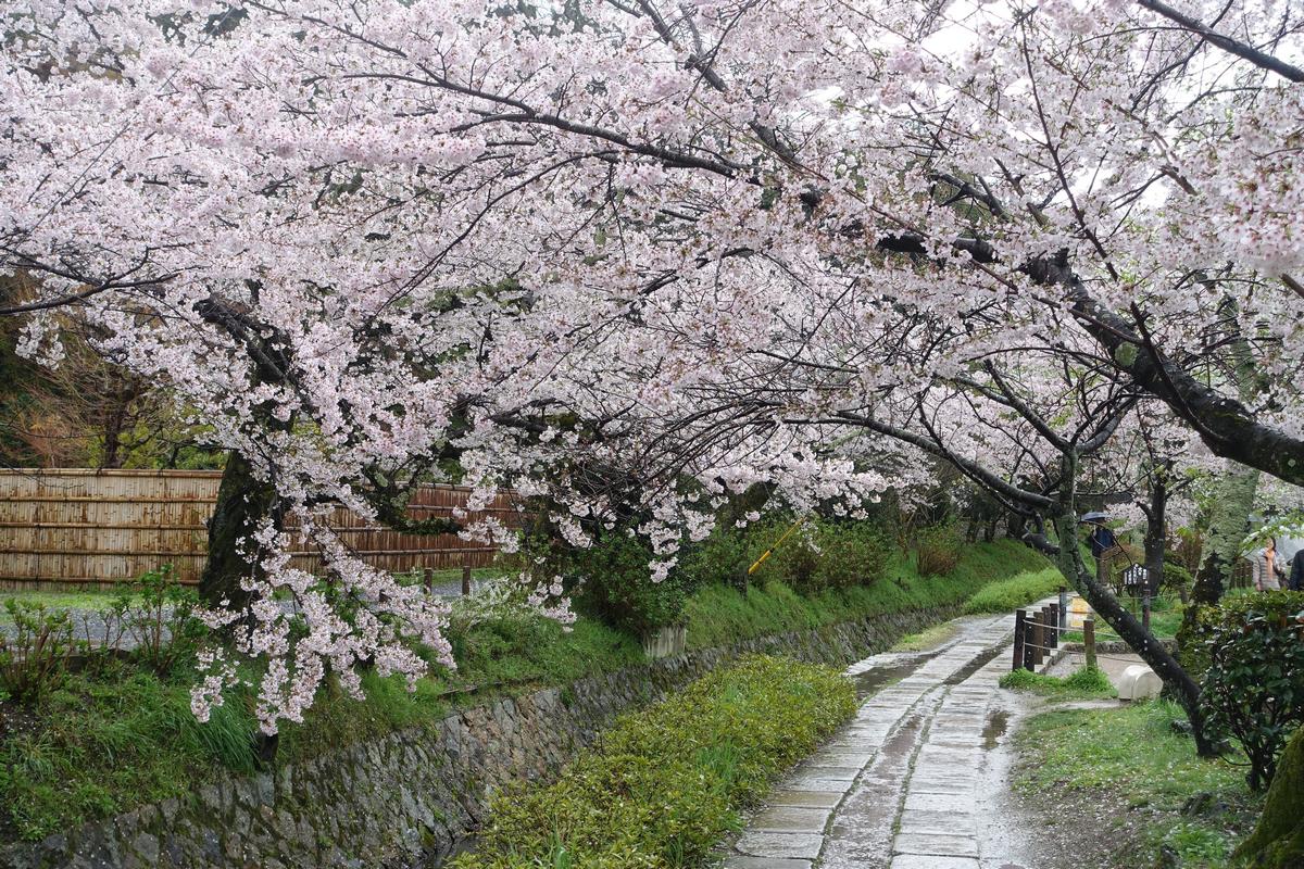 Cherry blossom trees arch over the wet stone path of Kyoto's Philosopher's Path.