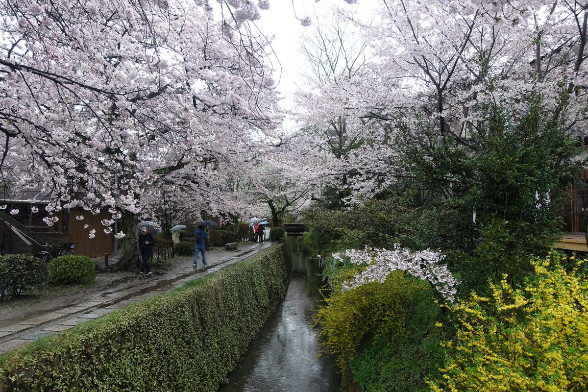 Blooming cherry trees canopy Kyoto's Philosopher's Path alongside a canal, with people walking below.