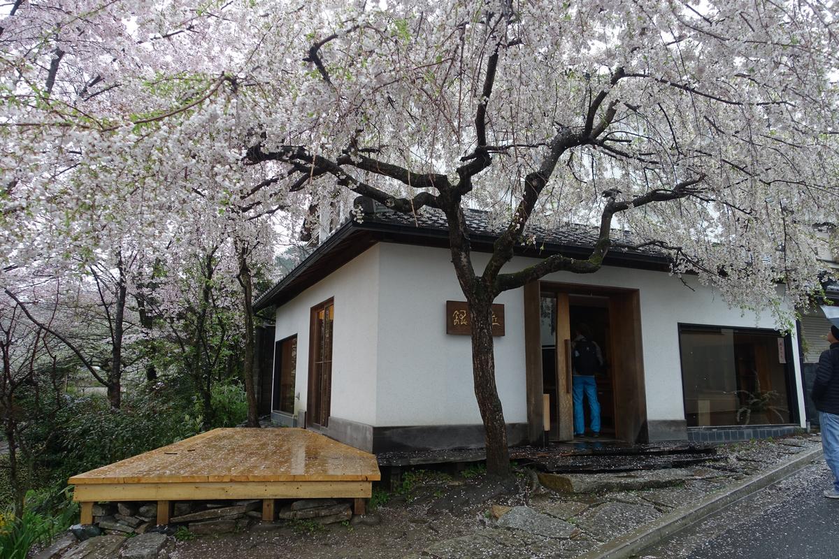 Weeping cherry blossoms frame a white building along Kyoto's Philosopher's Path.