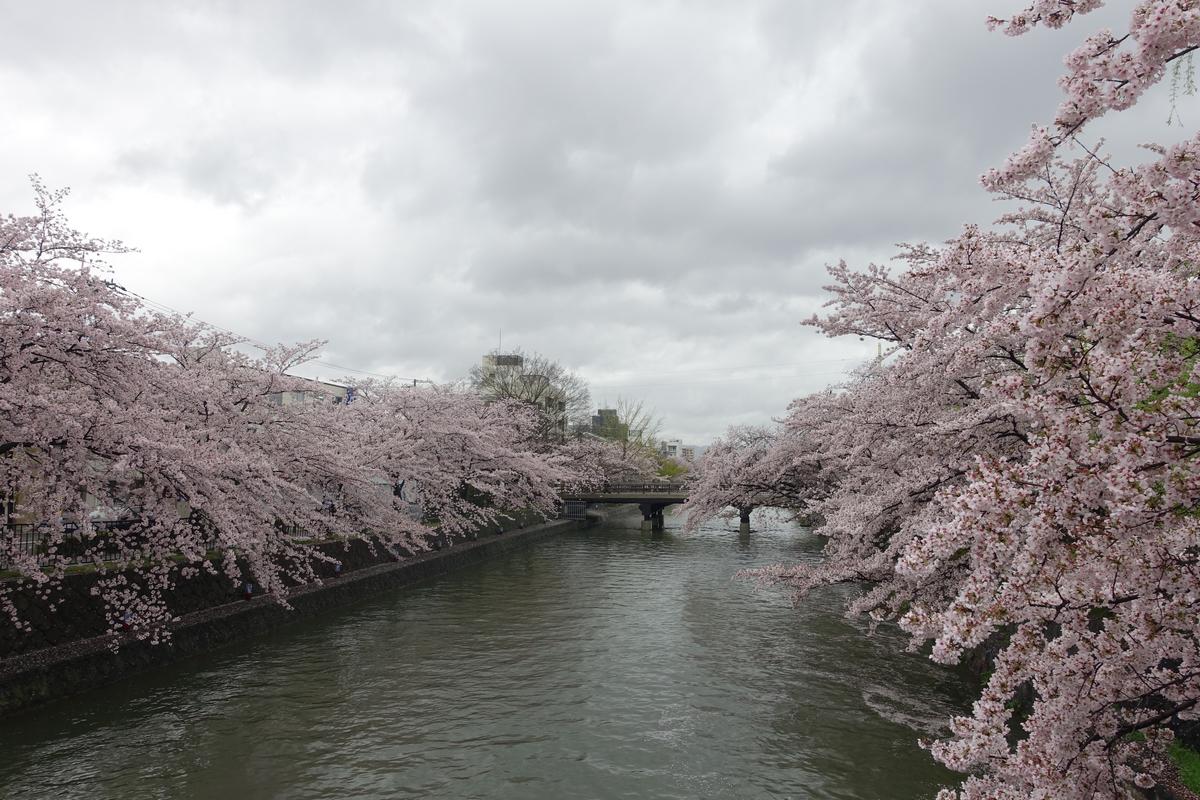 Cherry blossom trees line a canal under a cloudy sky with a bridge in the distance.