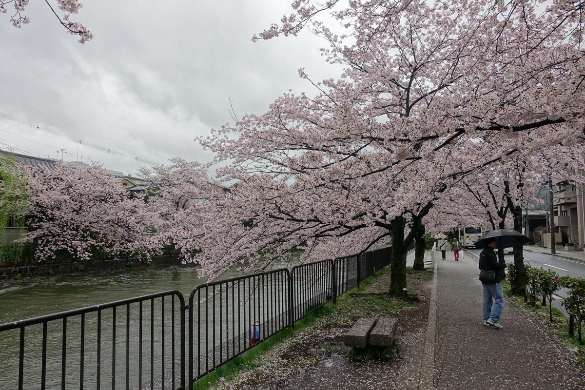 Cherry blossoms bloom along Kyoto's Philosopher's Path on an overcast day, with people walking along the canal.
