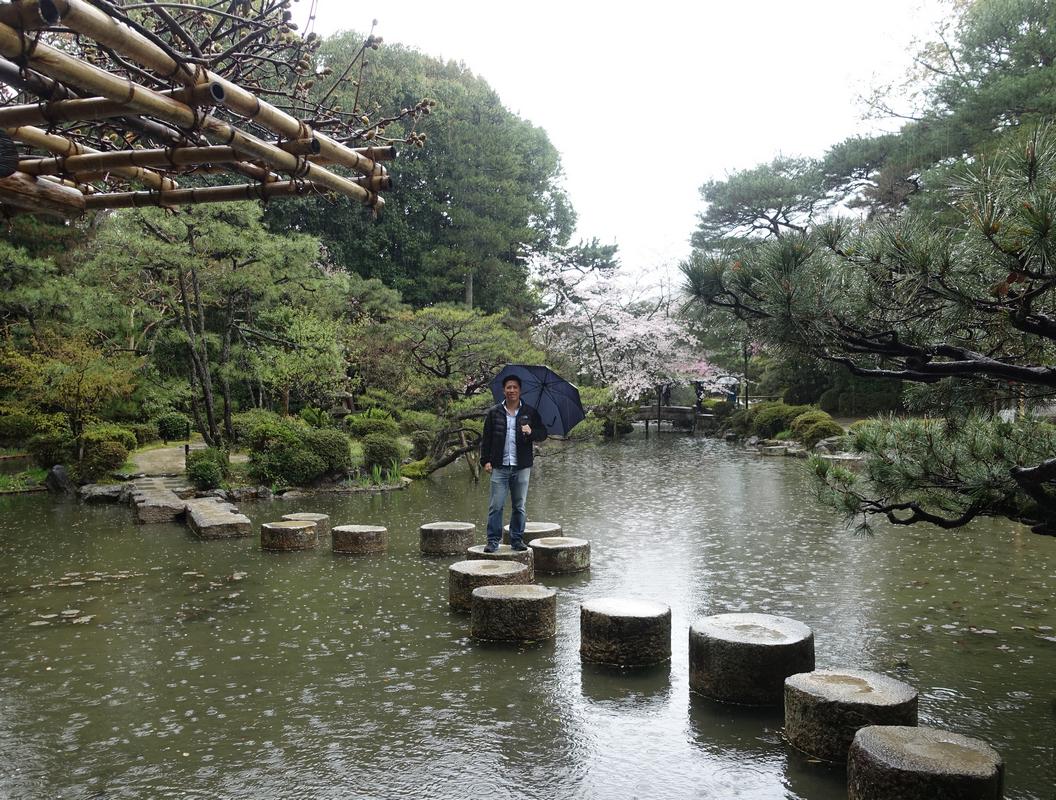 A man with an umbrella stands on stepping stones in a rainy Japanese garden with cherry blossoms.