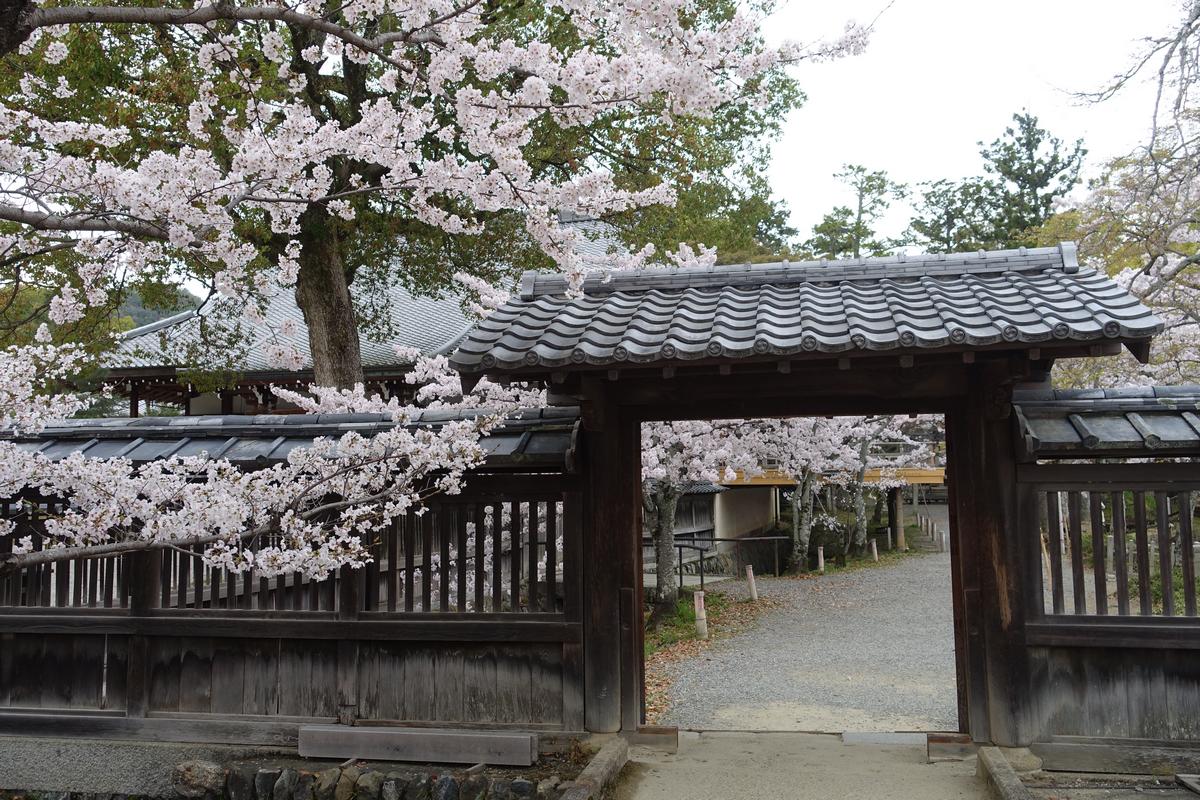 Cherry blossoms surround a traditional Japanese temple gate and buildings at Daikakuji Temple.