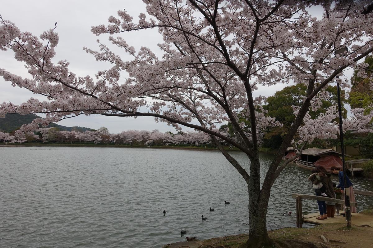 Cherry blossom trees bloom around a large pond at Daikakuji Temple.