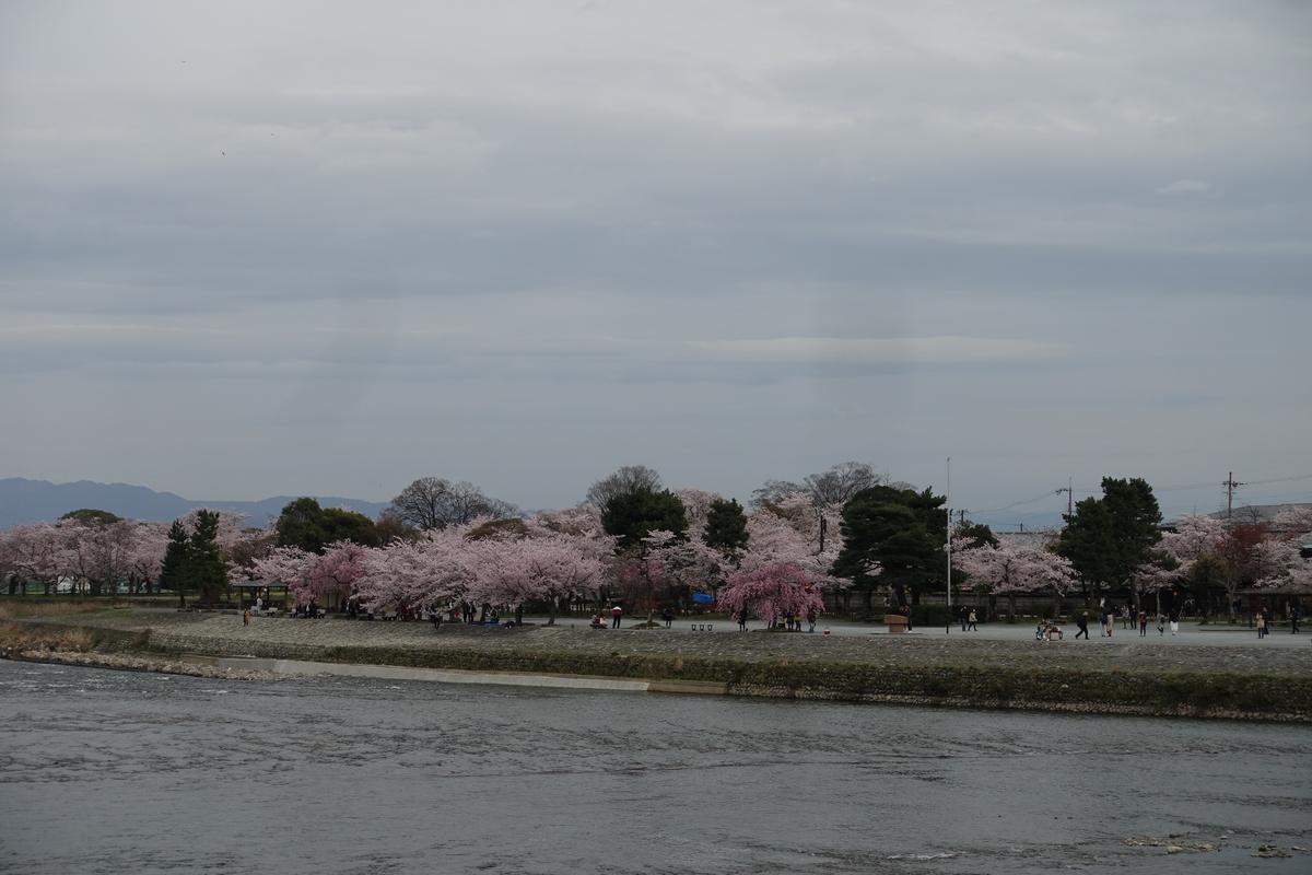 Pink cherry blossom trees line a riverbank where people gather, under a cloudy sky.