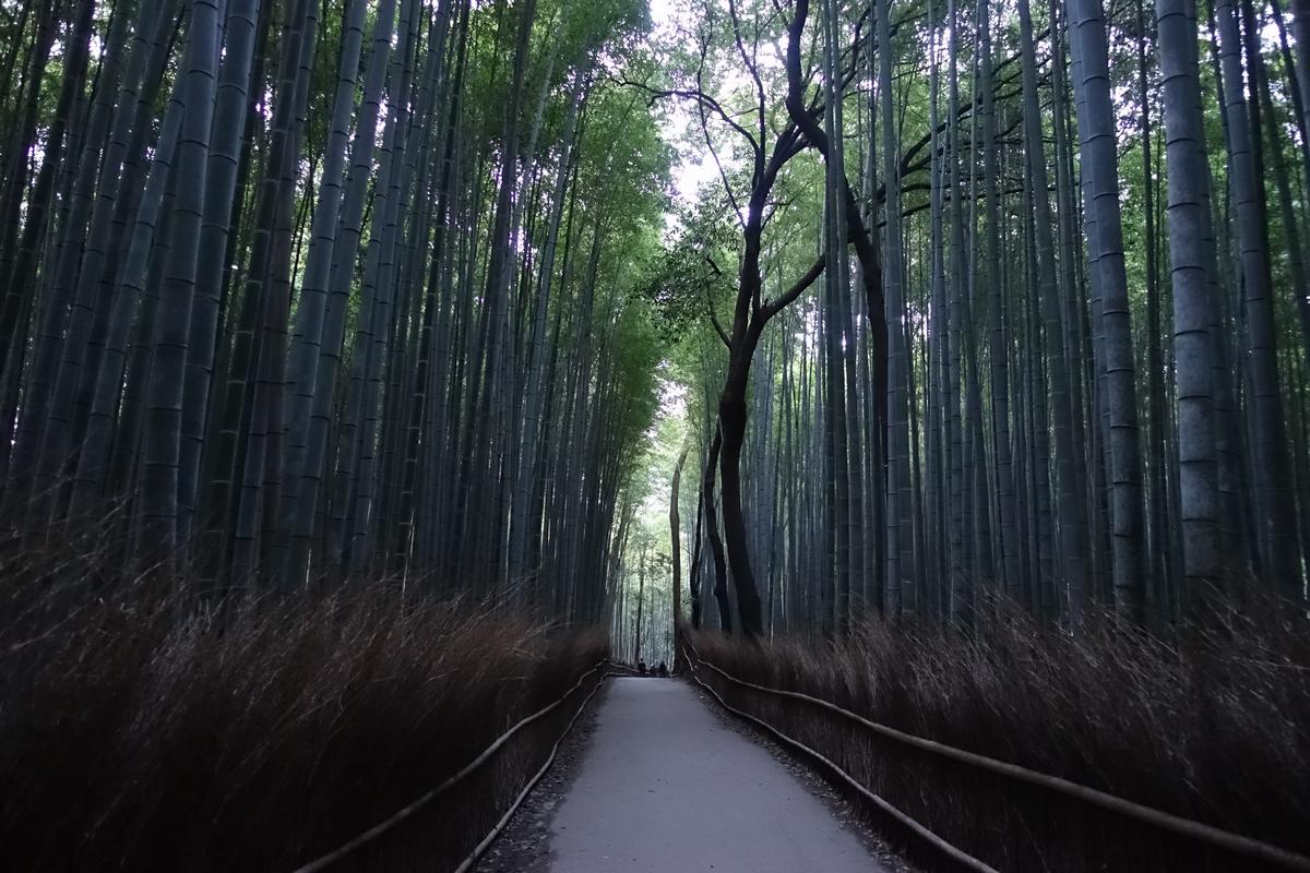A paved path winding through a dense bamboo grove.