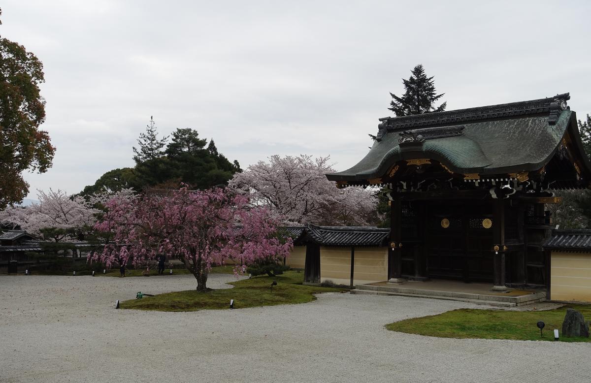 A Japanese temple gate with a dark, curved roof stands next to blooming pink and white cherry blossom trees in a gravel courtyard.