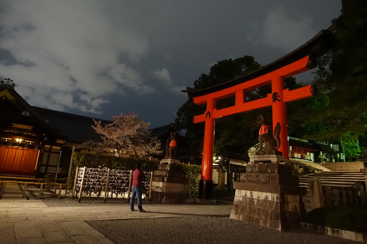 A person stands on a lit path at night, in front of a red torii gate flanked by fox statues and a blooming cherry tree.