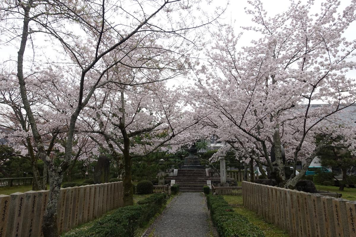 Cherry blossoms bloom along a gravel path flanked by inscribed stone fences, leading to a temple structure at Daikakuji Temple.