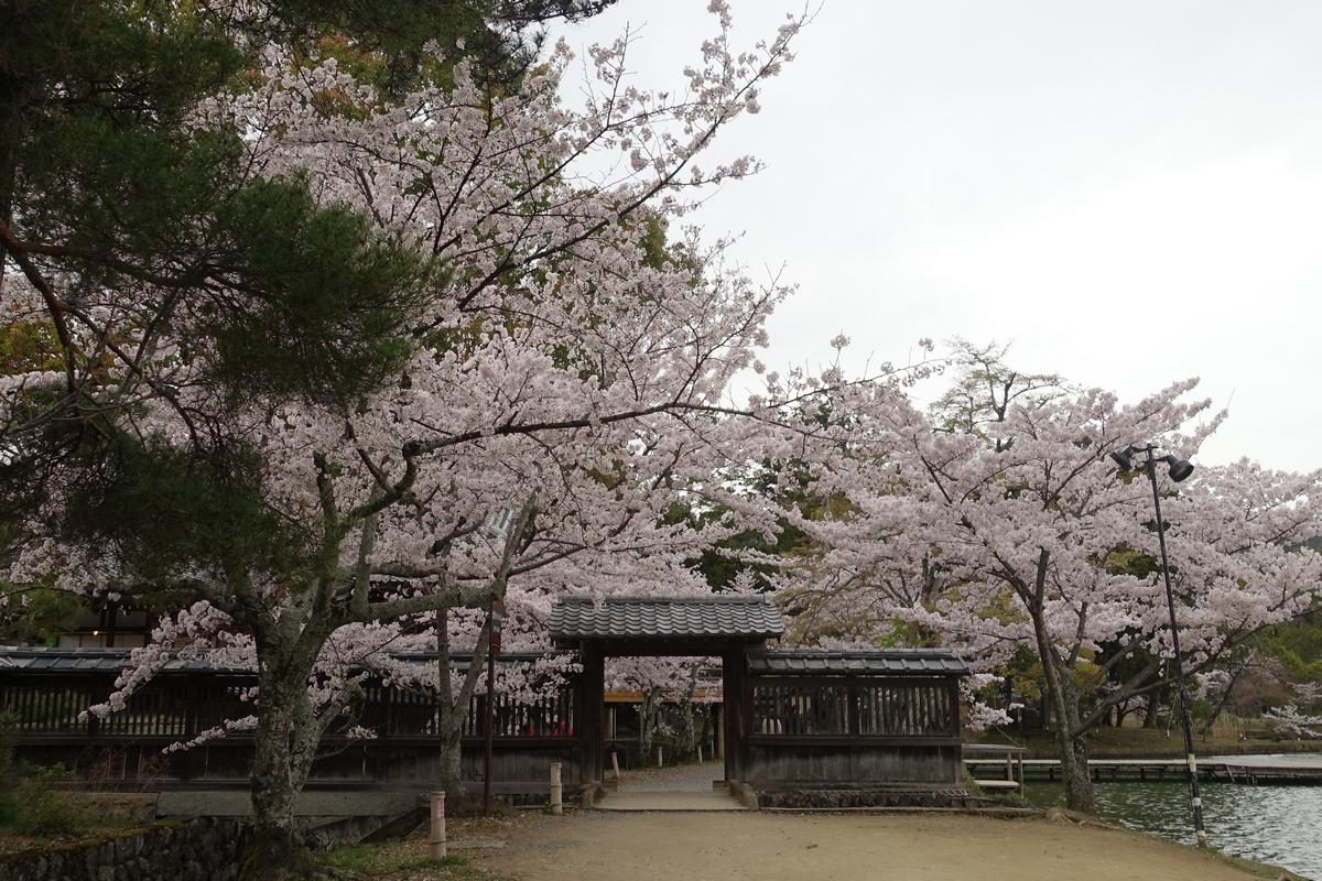 Cherry blossoms bloom around a traditional Japanese gate next to a pond at Daikakuji Temple.