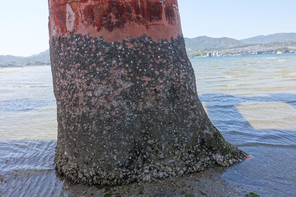 Close-up of the Great Torii gate's base covered in barnacles and coins, partially in the sea at Miyajima.