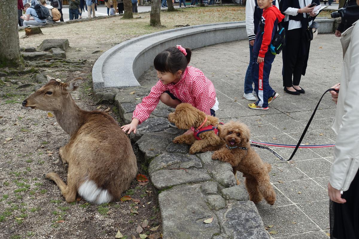 A young girl pets a deer on Miyajima Island while two small brown dogs look on.