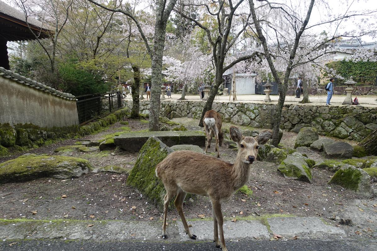 Two deer stand in a park with cherry blossom trees and traditional Japanese buildings.