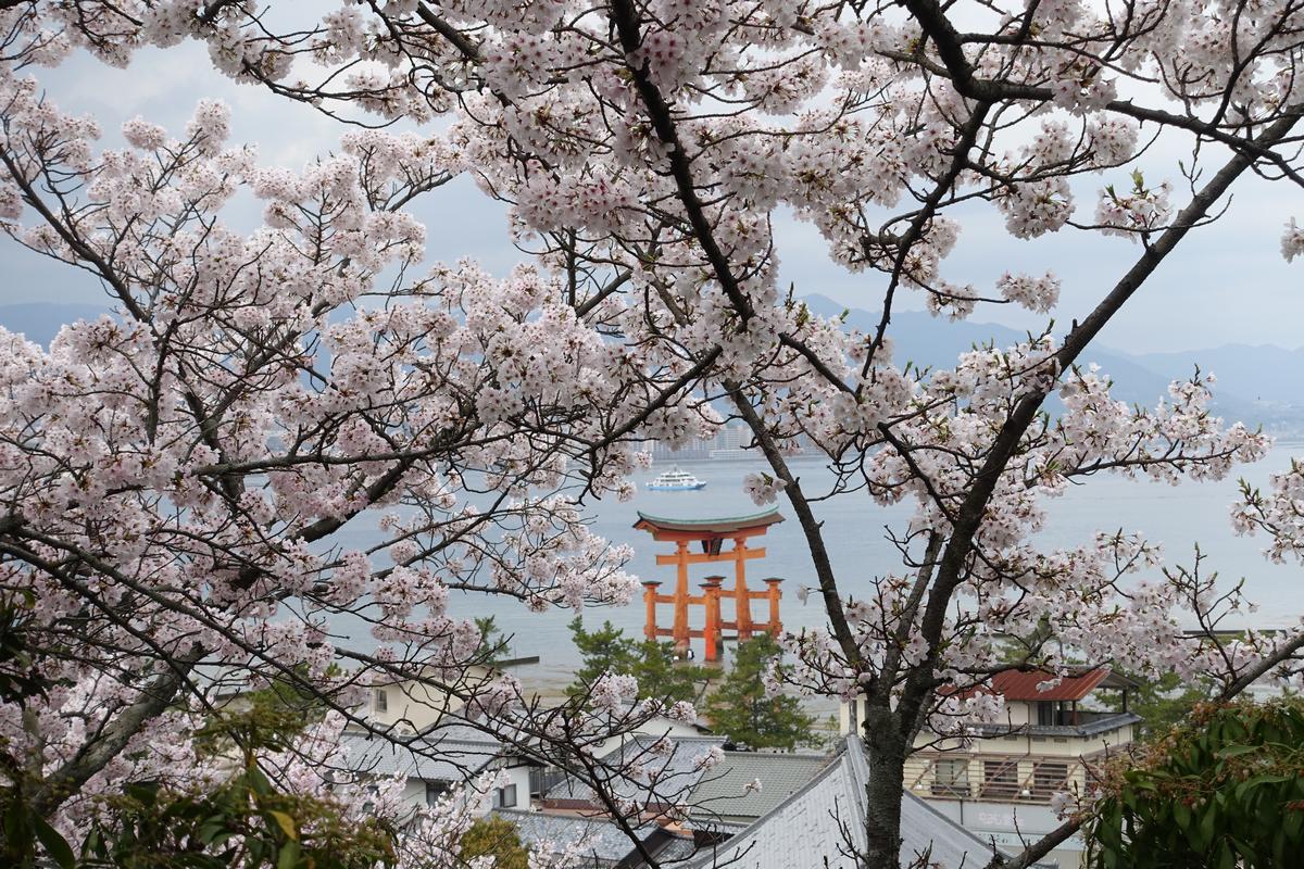 Cherry blossoms framing the orange torii gate in the water at Miyajima Island.