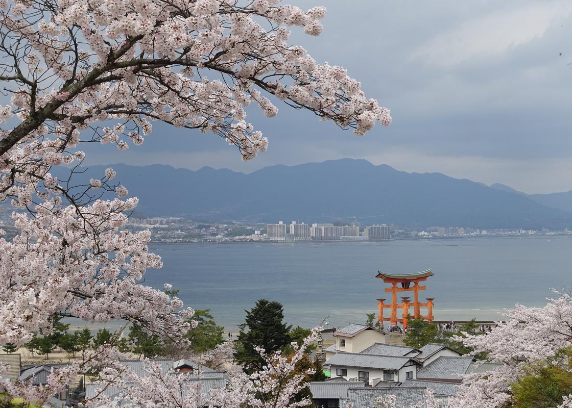 Cherry blossoms frame the orange torii gate of Itsukushima Shrine on Miyajima Island.