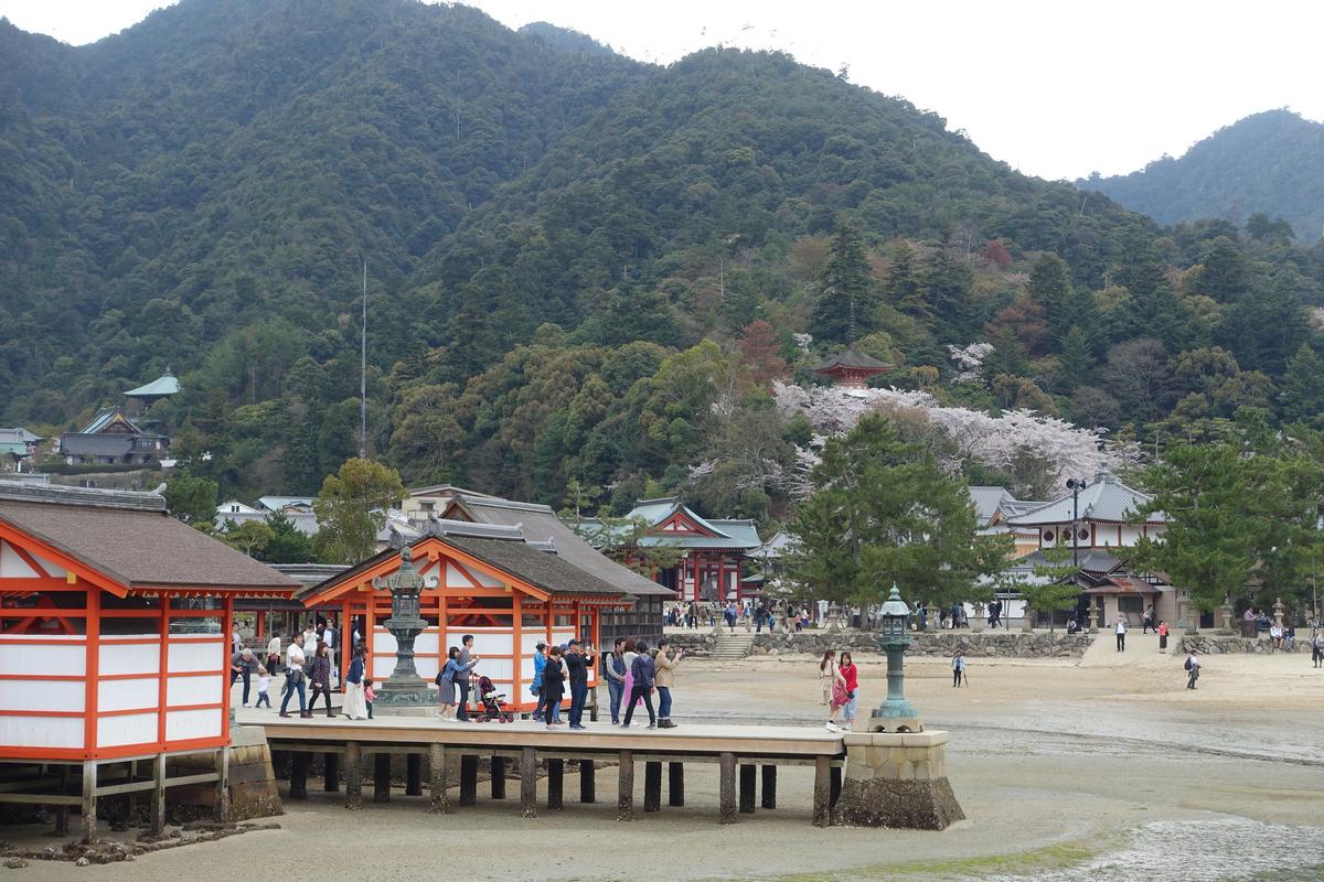 People by traditional orange buildings at low tide, with cherry blossoms on the forested mountain.