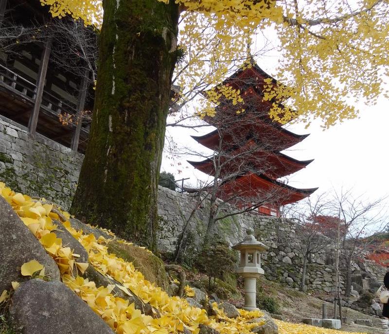 A red five-story pagoda is seen behind a large tree with yellow leaves scattered on the ground.