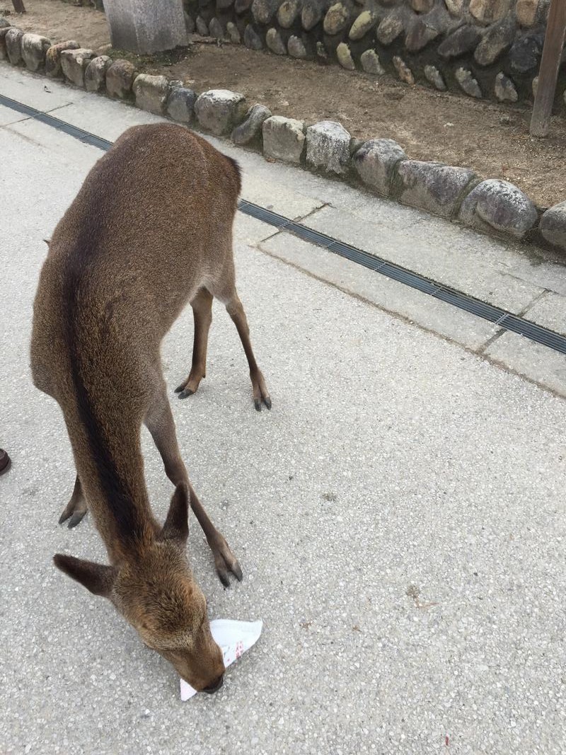 A deer on a paved path bends its head to inspect a white wrapper.