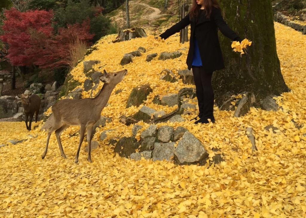 A person stands in a sea of golden ginkgo leaves with a deer looking up nearby.
