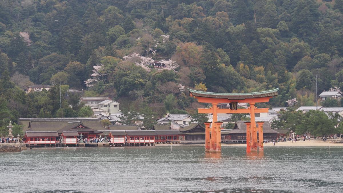 Orange torii gate in the water at Miyajima Island, with Itsukushima Shrine and cherry blossoms on the hill.