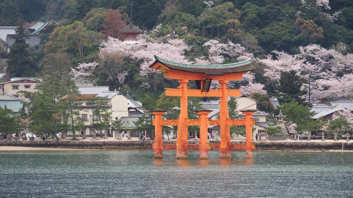 Miyajima Island's iconic orange torii gate stands in the water, backed by a mountain lush with cherry blossoms.
