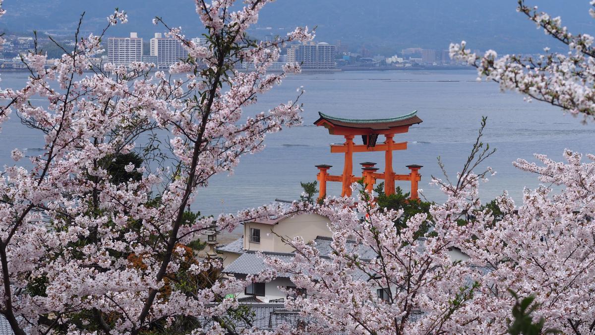 Cherry blossoms frame the iconic floating Torii gate at Miyajima Island.